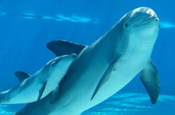 A dolphin at The Mirage in Las Vegas died