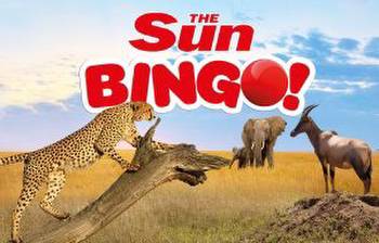 Discover Sun Bingo's animal-themed slots and their four-legged stars