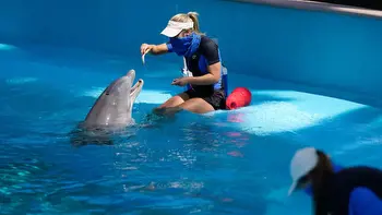 Dolphins keep dying mysteriously at this Las Vegas casino