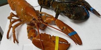 Downtown Las Vegas steakhouse says it found rare orange lobster