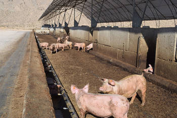 Farm visit: Viva Las Vegas in the pig barn