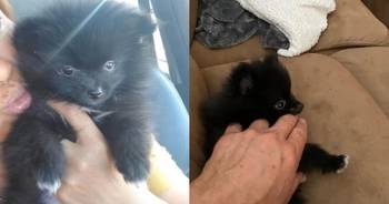 Las Vegas man searches for stolen puppy after dog-napping at Palms casino