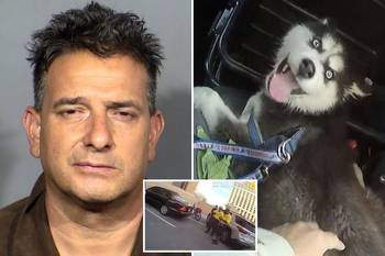 Man left puppy in hot car for hours at Las Vegas casino