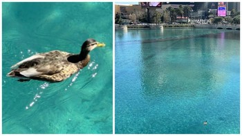 Rare Bird Shuts Down Bellagio Casino Fountain Show In Las Vegas