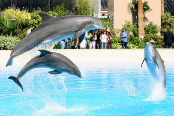Too Many Dolphins Have Died at the Mirage Casino in Las Vegas