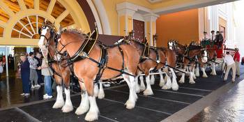 You can meet the Budweiser Clydesdales Thursday in Las Vegas