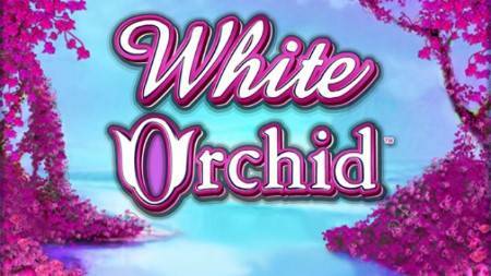 Featured Slot Game: White Orchid Slot